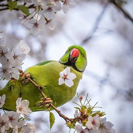 Halsbandpapagei in der Blüte von Tom Zwerver