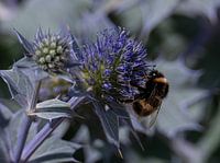 Biene auf einer blauen Stechpalme