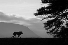 Löwe im Gegenlicht von Arjen Heeres