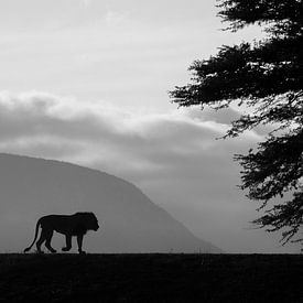 Leeuw in tegenlicht (zwart-wit) van Arjen Heeres