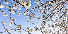 Arbre fruitier en fleurs au printemps sur Werner Dieterich