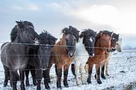 IJslandse pony's von Eddy Reynecke Miniaturansicht