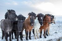 IJslandse pony's