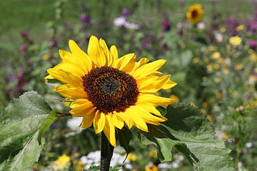 een zonnebloem in een kleurrijk veld van W J Kok