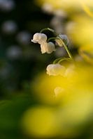 Muguet