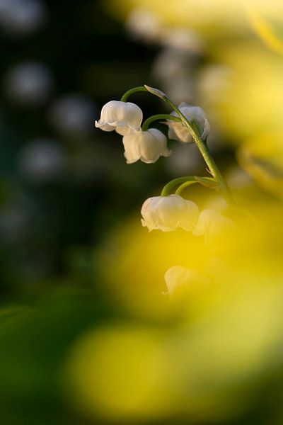 Lily of the valley by Aukje Ploeg