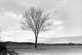 bare tree, Black & White