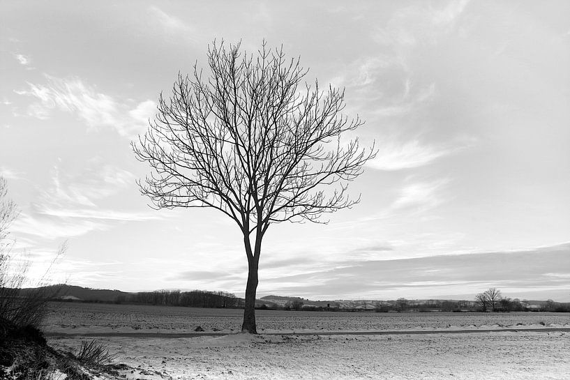 kahler Baum, Black &amp; White von Steffi Hommel