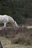 White horse on the Veluwe