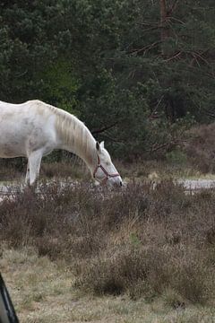 Wit paard op de Veluwe van Monica de Roo-Peeters