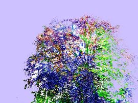 Tree Magic Purple Explosion van MoArt (Maurice Heuts)