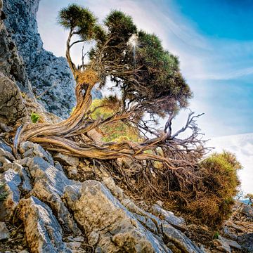 Cedar by Bram de Jong