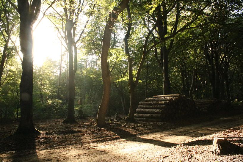 Speulderbos by Jayne Wilby