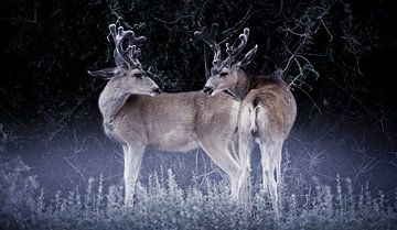 0775 Two deer van Adrien Hendrickx