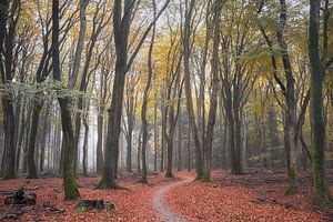 Fietspad door een herfstig Speulderbos van Cor de Hamer