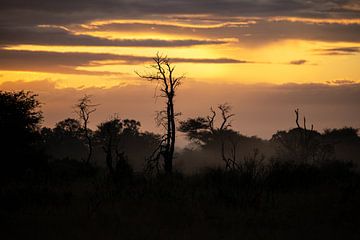 bushveld zonsopgang van Meleah Fotografie