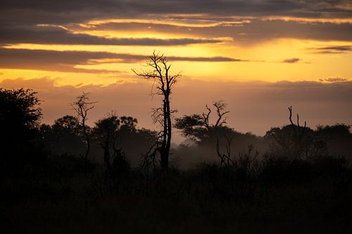 bushveld sunrise by Meleah Fotografie