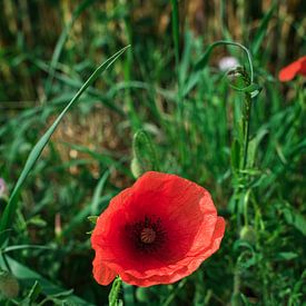 Poppy by Tuur Wouters
