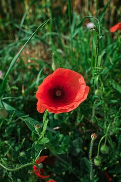 Poppy by Tuur Wouters