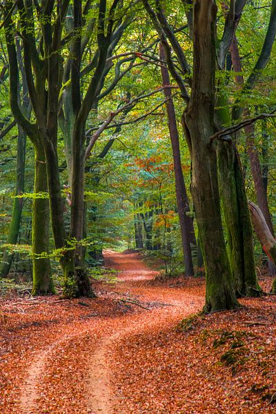 Herfst in het Speulderbos von Kim Claessen