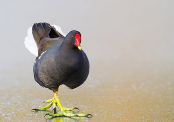 Waterhoen, Gallinula chloropus