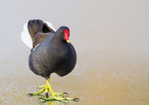 Waterhoen, Gallinula chloropus