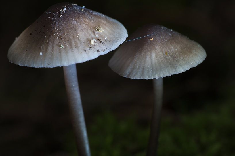 Zarte Pilze filegran am Waldboden von Martin Köbsch