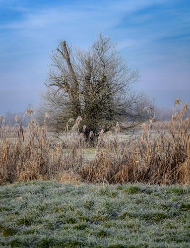 Winterlandschap met een vrijstaande boom