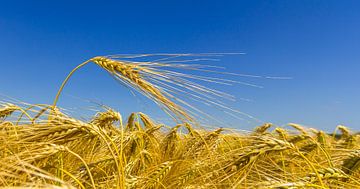 Getreidefeld an einem strahlenden Tag! von Koos de Wit