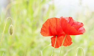 Coquelicot von Stephanie Köhl