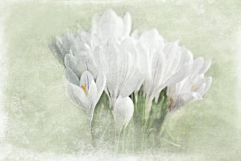 Weiße Krokusse by Heike Hultsch