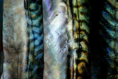 Mackerel