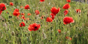 coquelicots sur Ostsee Bilder