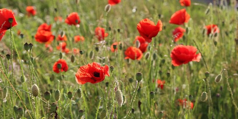 poppies by Ostsee Bilder