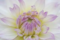 Dahlia