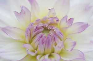 Dahlia