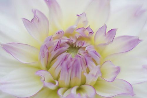 Dahlia