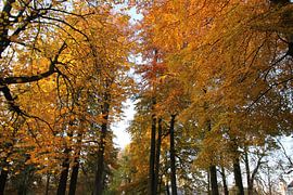 Herfst van Jelte versendaal