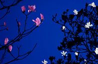 Magnolia bij maanlicht van Raoul Suermondt thumbnail