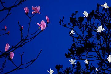 Magnolia bij maanlicht