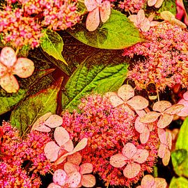 Digital Art Medium Blumen von Hendrik-Jan Kornelis