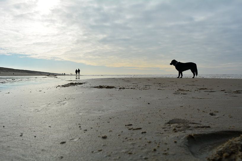 Hond op het strand  van Sigune italiaanser