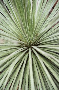 Mexican yucca - botanical leaf pattern in soft green by Christa Stroo photography