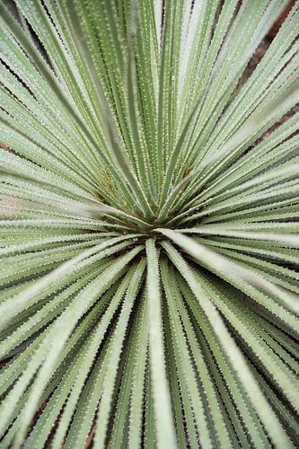 Yucca mexicain - motif botanique de feuilles en vert tendre