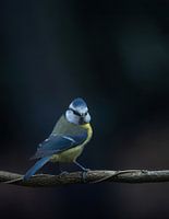 Blaumeise bin ich hier richtig?