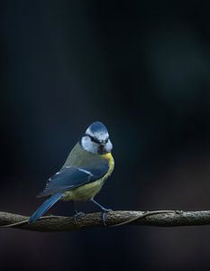 Blue tit suis-je au bon endroit ? sur arnemoonsfotografie