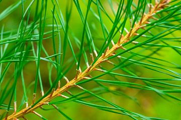 Pine tree detail with fresh green needles by Sjoerd van der Wal Photography