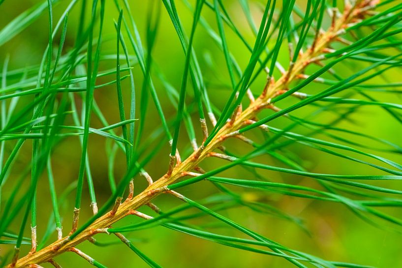 Pine tree detail with fresh green needles by Sjoerd van der Wal Photography