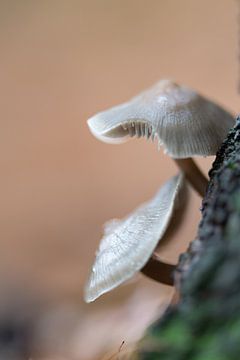 grijs/beige paddenstoelen 2 van Anita Visschers