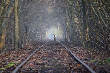 Ree op verlaten spoorweg... van Maarten Honinx